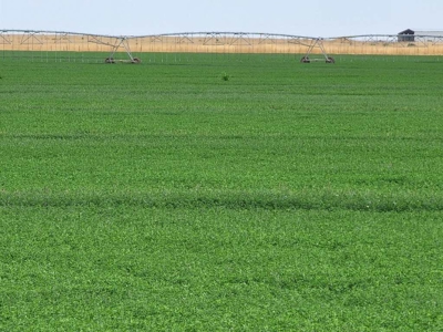 Farm for sale in New Mexico with BLM  Grazing Allotment - image 8