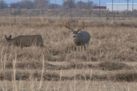 Farm for sale in New Mexico with BLM  Grazing Allotment - image 21