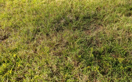43 acre producing hay field in Coastal Bermuda grass! - image 24
