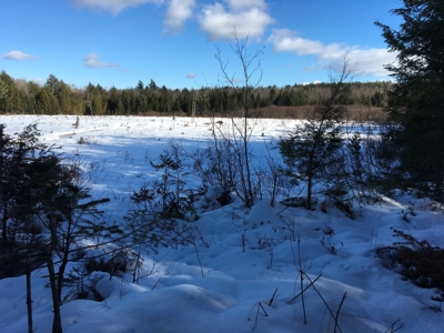 Forest Land For Sale in Garland Maine - image 9