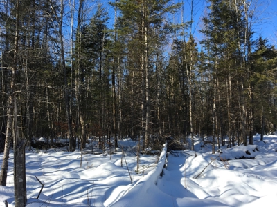 Forest Land For Sale in Garland Maine - image 6