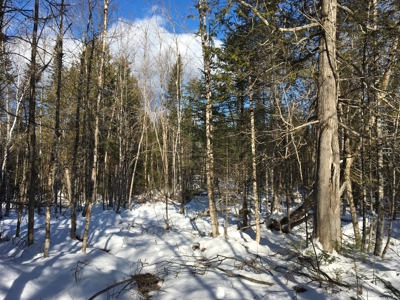 Forest Land For Sale in Garland Maine - image 10