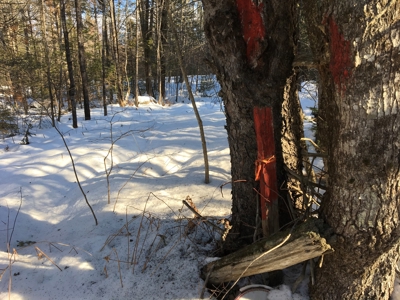 Forest Land For Sale in Garland Maine - image 1