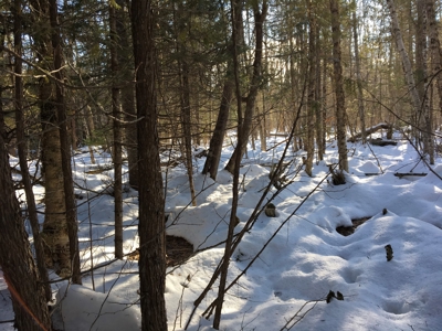Forest Land For Sale in Garland Maine - image 7