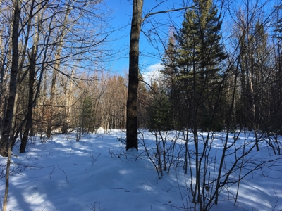 Forest Land For Sale in Garland Maine - image 2