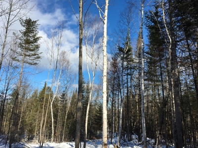 Forest Land For Sale in Garland Maine - image 11