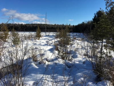 Forest Land For Sale in Garland Maine - image 8