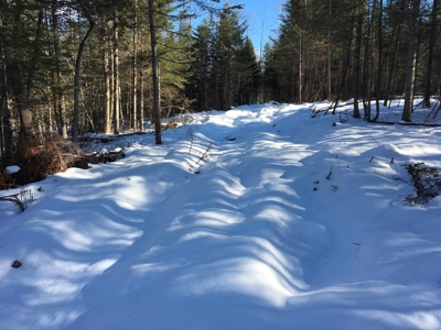 Forest Land For Sale in Garland Maine - image 5