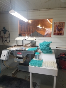 Mebane NC poutry farm - Caswell Co. Layer farm - image 2