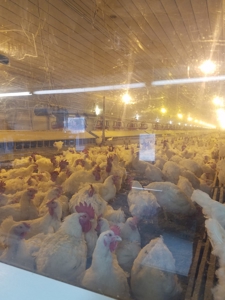 Mebane NC poutry farm - Caswell Co. Layer farm - image 1