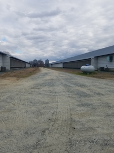 Mebane NC poutry farm - Caswell Co. Layer farm - image 3