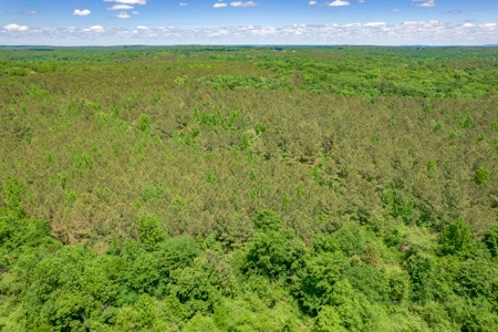 150 AC White Oak and Pine Plantation-Morgan Co AL - image 13