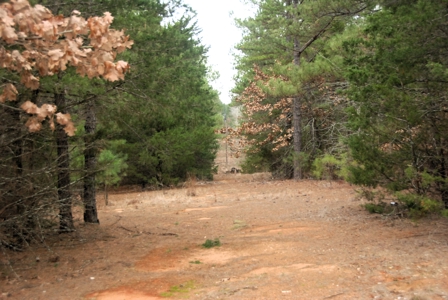 Tyler Texas Wooded Land for Sale in Smith County Tyler - image 3