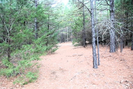 Tyler Texas Wooded Land for Sale in Smith County Tyler - image 10