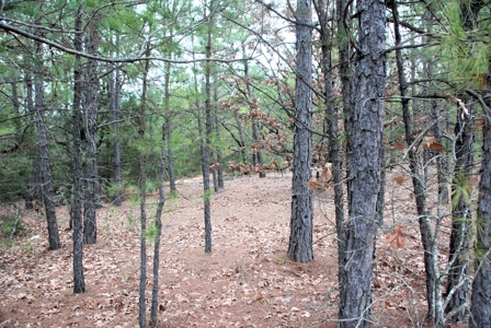 Tyler Texas Wooded Land for Sale in Smith County Tyler - image 9