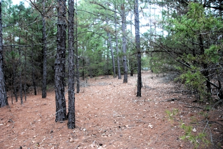 Tyler Texas Wooded Land for Sale in Smith County Tyler - image 8