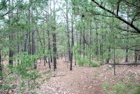 Tyler Texas Wooded Land for Sale in Smith County Tyler - image 7