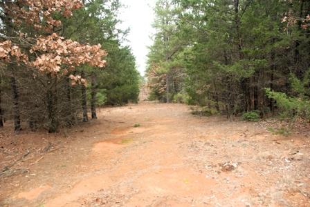 Tyler Texas Wooded Land for Sale in Smith County Tyler - image 2