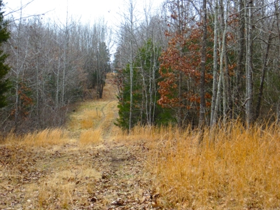 Cabin With Acreage for Sale in the Ozarks - image 1