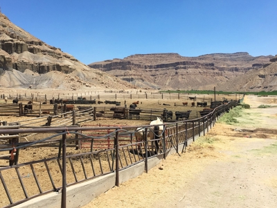 Utah ranch for sale, farm for sale irrigated acreage hemp - image 10