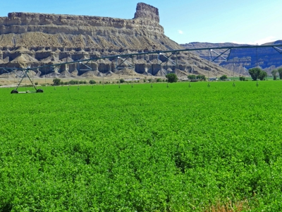 Utah ranch for sale, farm for sale irrigated acreage hemp - image 15