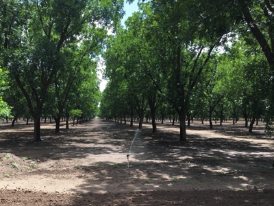Irrigated Pecan Orchard  Lubbock County Tx - image 8