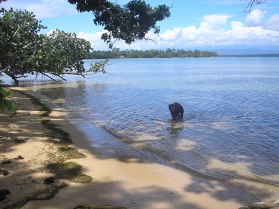 Beautiful Beachfront House in Bocas del Drago Panama - image 5