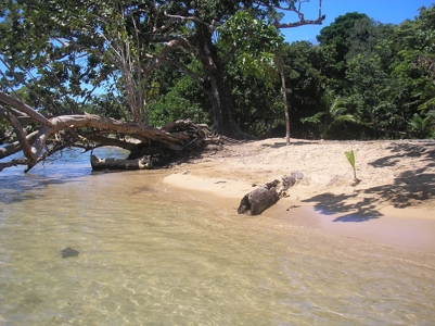 Beautiful Beachfront House in Bocas del Drago Panama - image 7