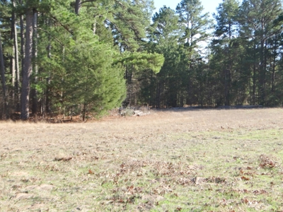 Lakefront Lot East Texas Land Lake Hawkins Texas Build Here - image 4