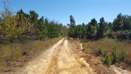 917 Acres On Kiamichi Mountain Surrounded By National Forest - image 6