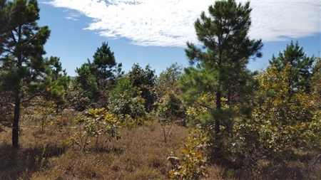 917 Acres On Kiamichi Mountain Surrounded By National Forest - image 1