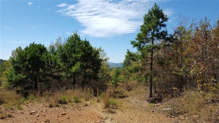 917 Acres On Kiamichi Mountain Surrounded By National Forest - image 13