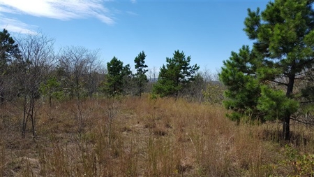 917 Acres On Kiamichi Mountain Surrounded By National Forest - image 5