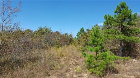 917 Acres On Kiamichi Mountain Surrounded By National Forest - image 2