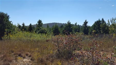 917 Acres On Kiamichi Mountain Surrounded By National Forest - image 9