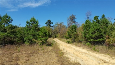 917 Acres On Kiamichi Mountain Surrounded By National Forest - image 8