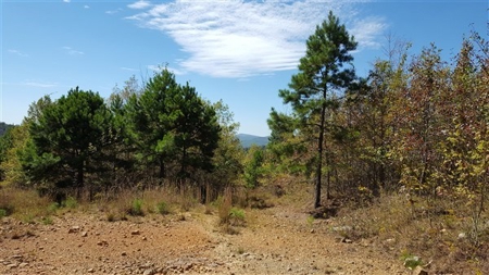 917 Acres On Kiamichi Mountain Surrounded By National Forest - image 10