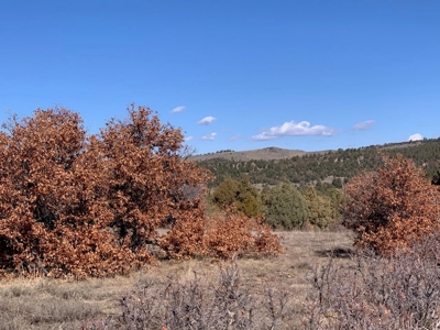 Northern NM Ranch for Sale near Chama NM, Vacant Land - image 5