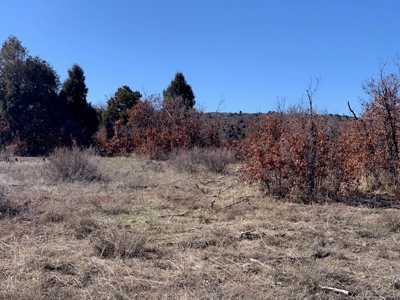 Northern NM Ranch for Sale near Chama NM, Vacant Land - image 3