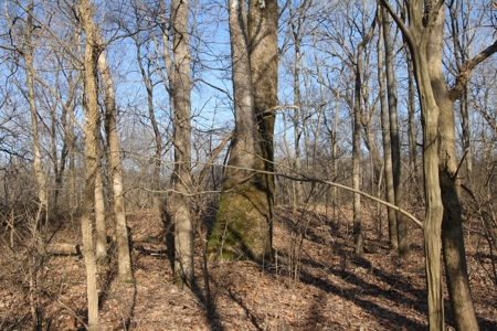 Bollinger County Missouri Riverfront land for sale - image 31