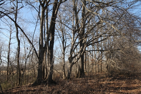 Bollinger County Missouri Riverfront land for sale - image 30