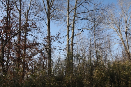 Bollinger County Missouri Riverfront land for sale - image 27