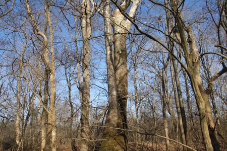 Bollinger County Missouri Riverfront land for sale - image 32