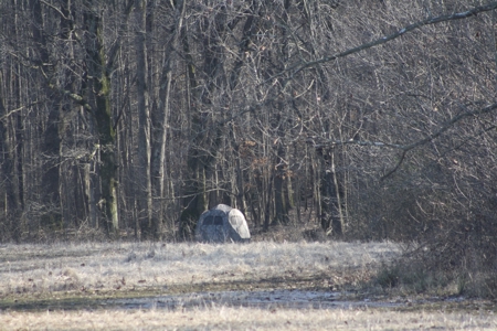 Bollinger County Missouri Riverfront land for sale - image 11