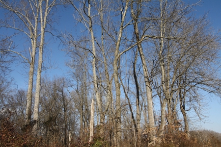 Bollinger County Missouri Riverfront land for sale - image 10