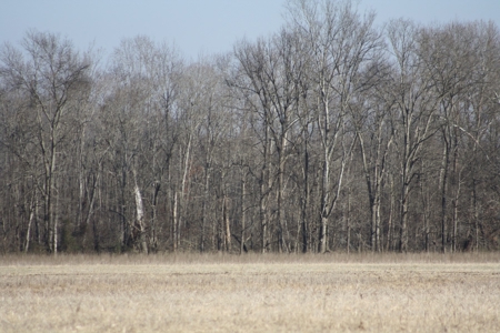 Bollinger County Missouri Riverfront land for sale - image 14