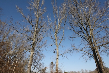 Bollinger County Missouri Riverfront land for sale - image 21