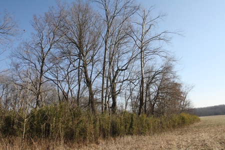 Bollinger County Missouri Riverfront land for sale - image 42
