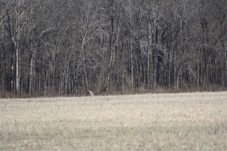 Bollinger County Missouri Riverfront land for sale - image 12