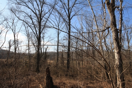 Bollinger County Missouri Riverfront land for sale - image 4
